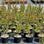 Tyčinkovec (Callistemon) ´PERTH PINK´  - výška 15-30 cm, kont. C2L 